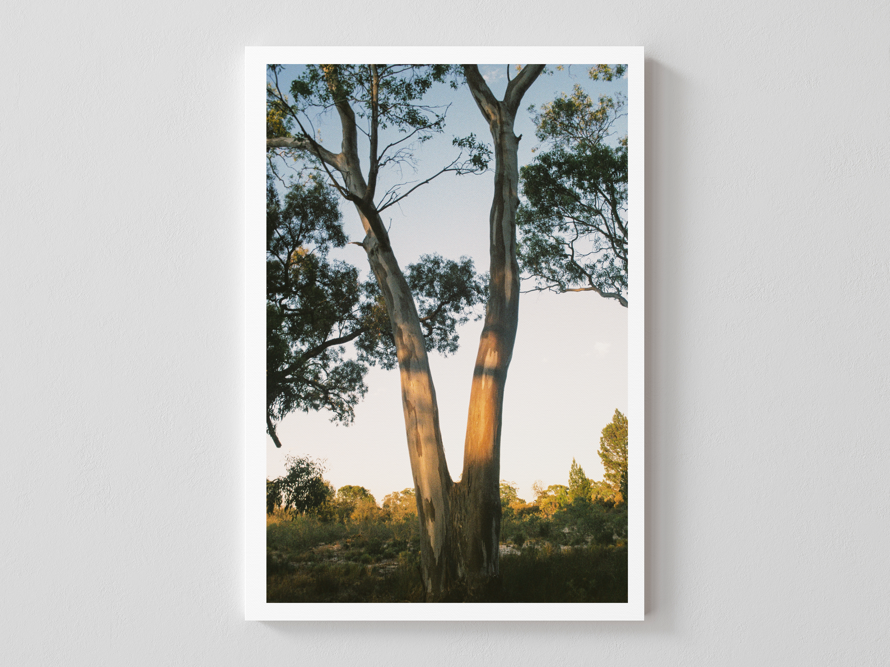 Yellow Gum