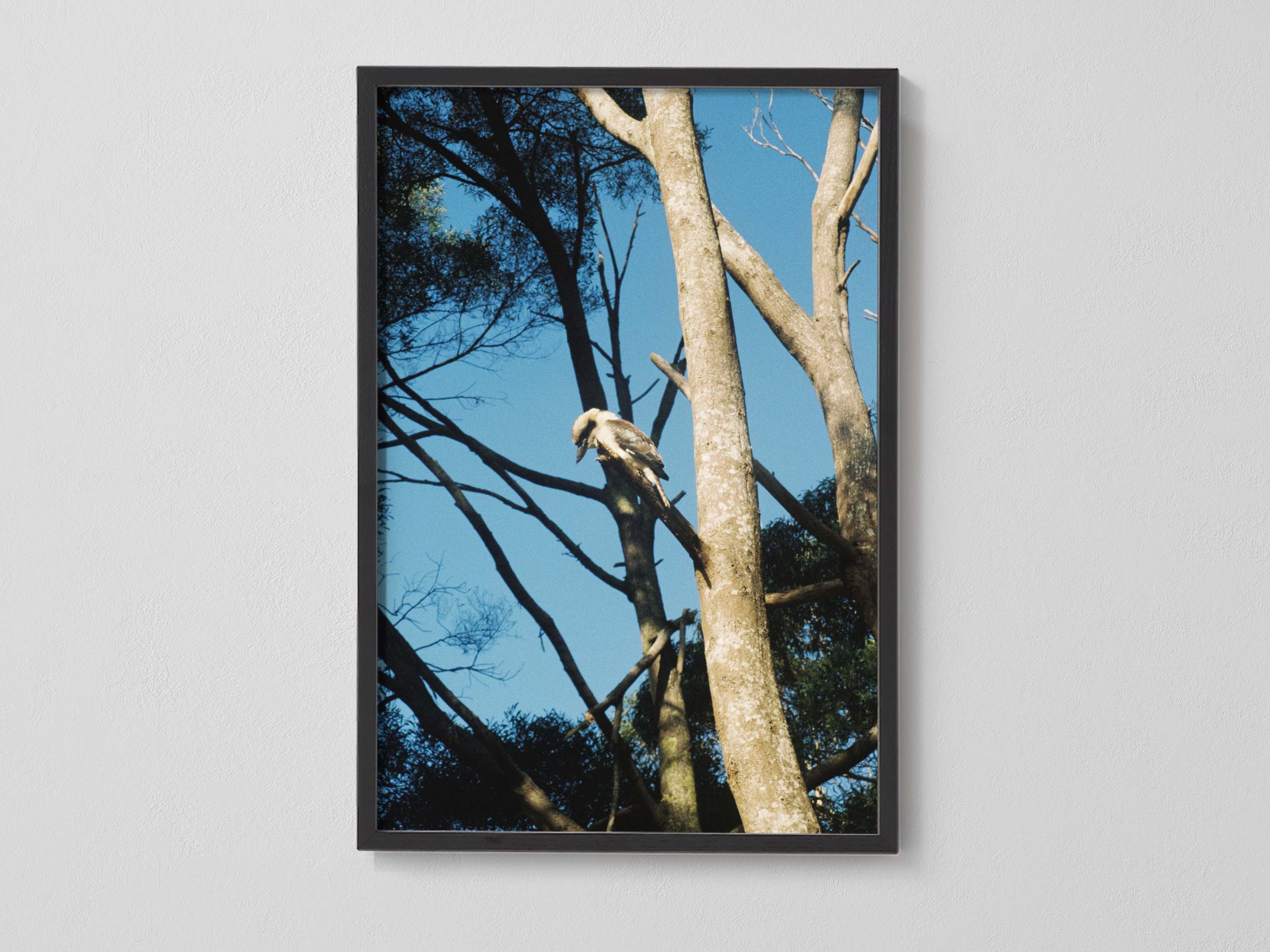 Kookaburra