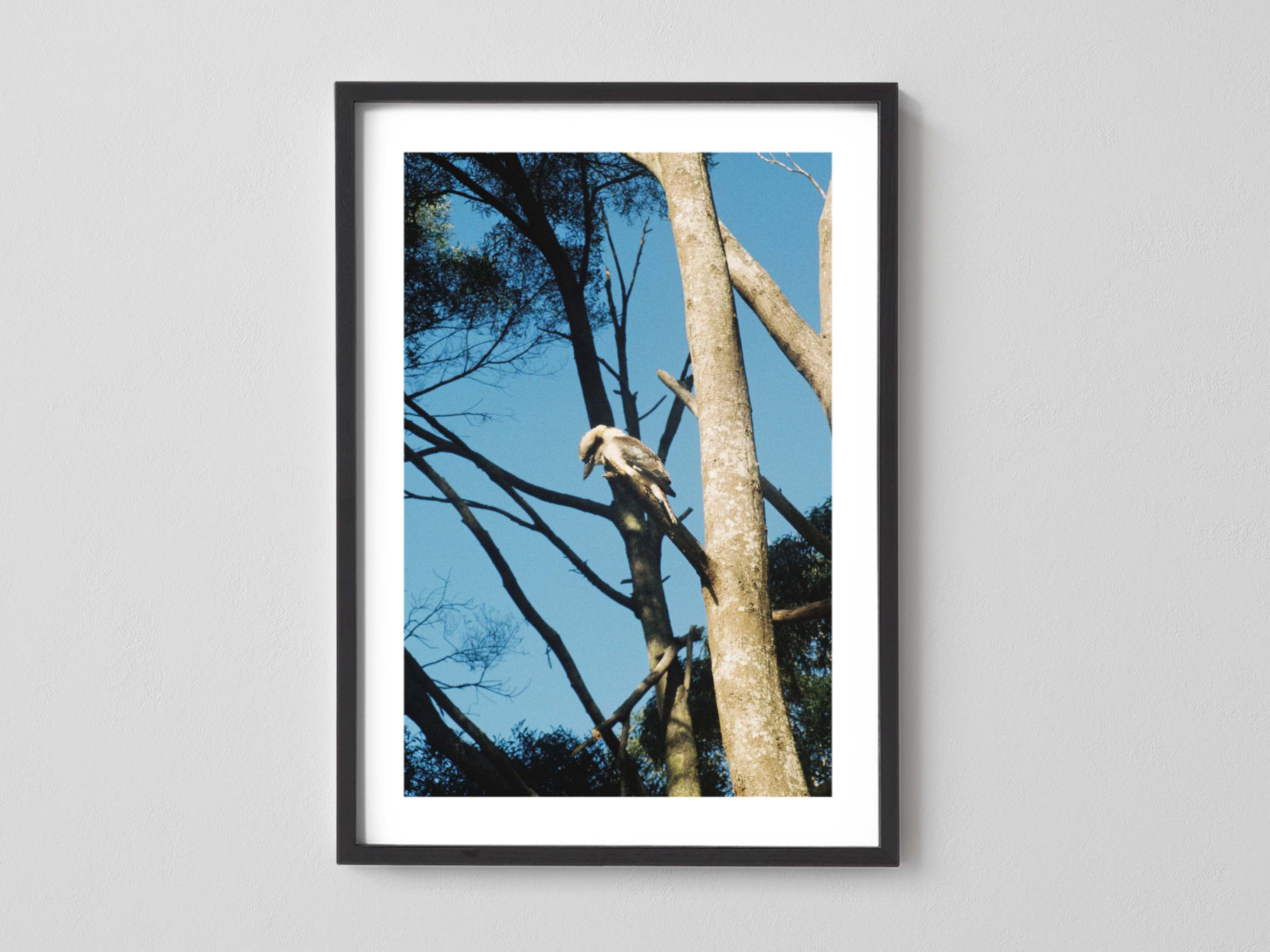 Kookaburra