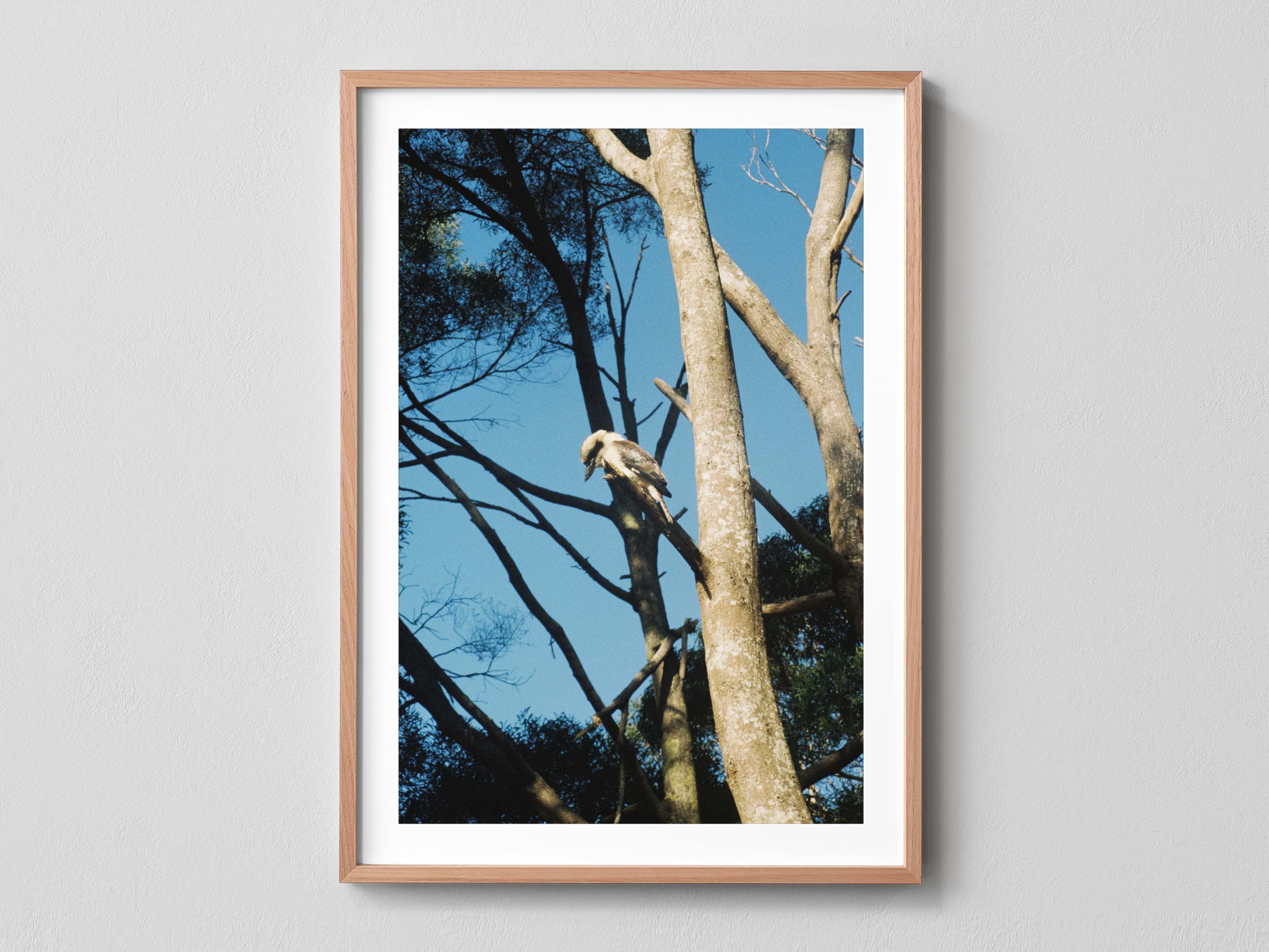 Kookaburra