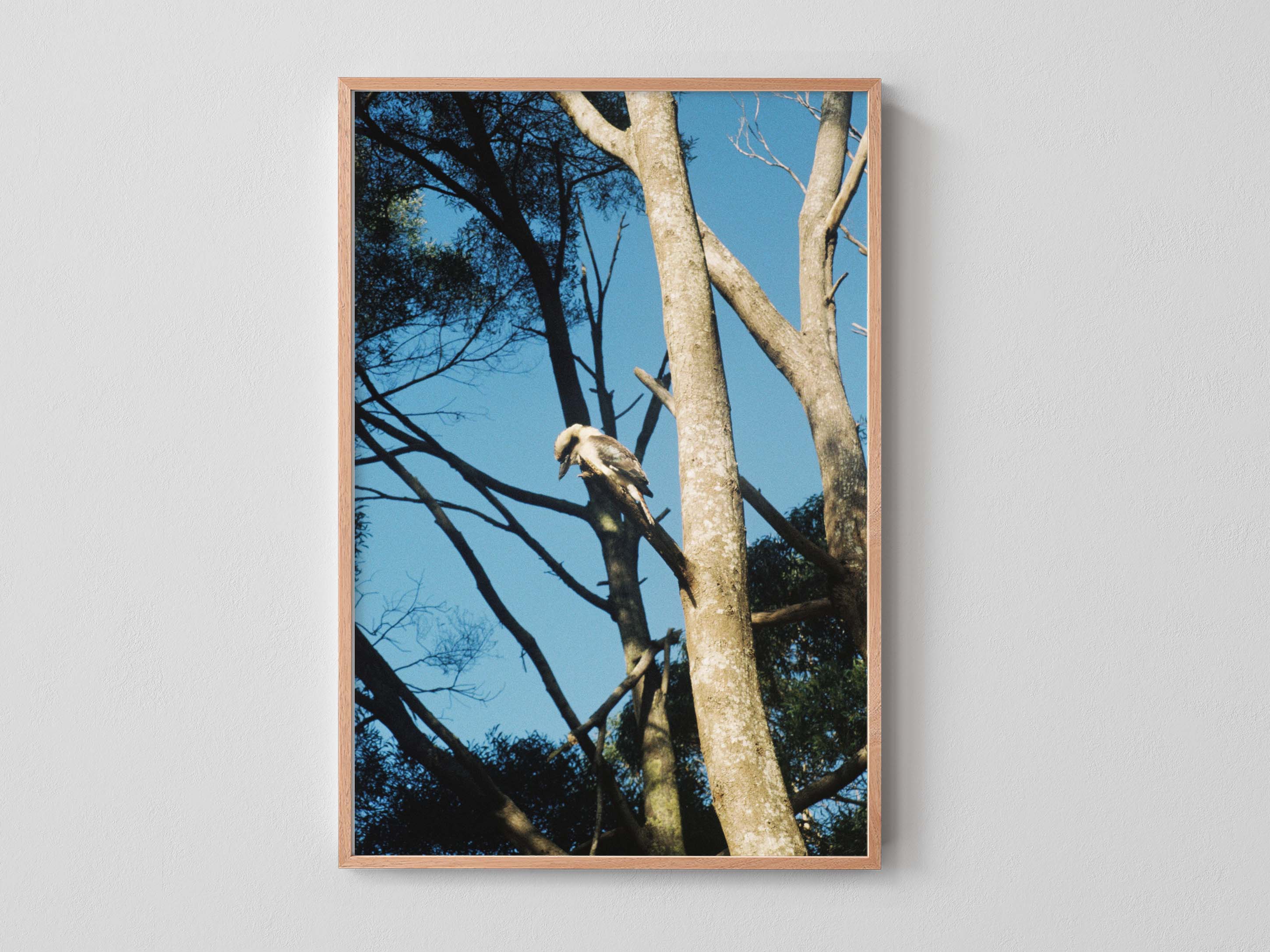 Kookaburra