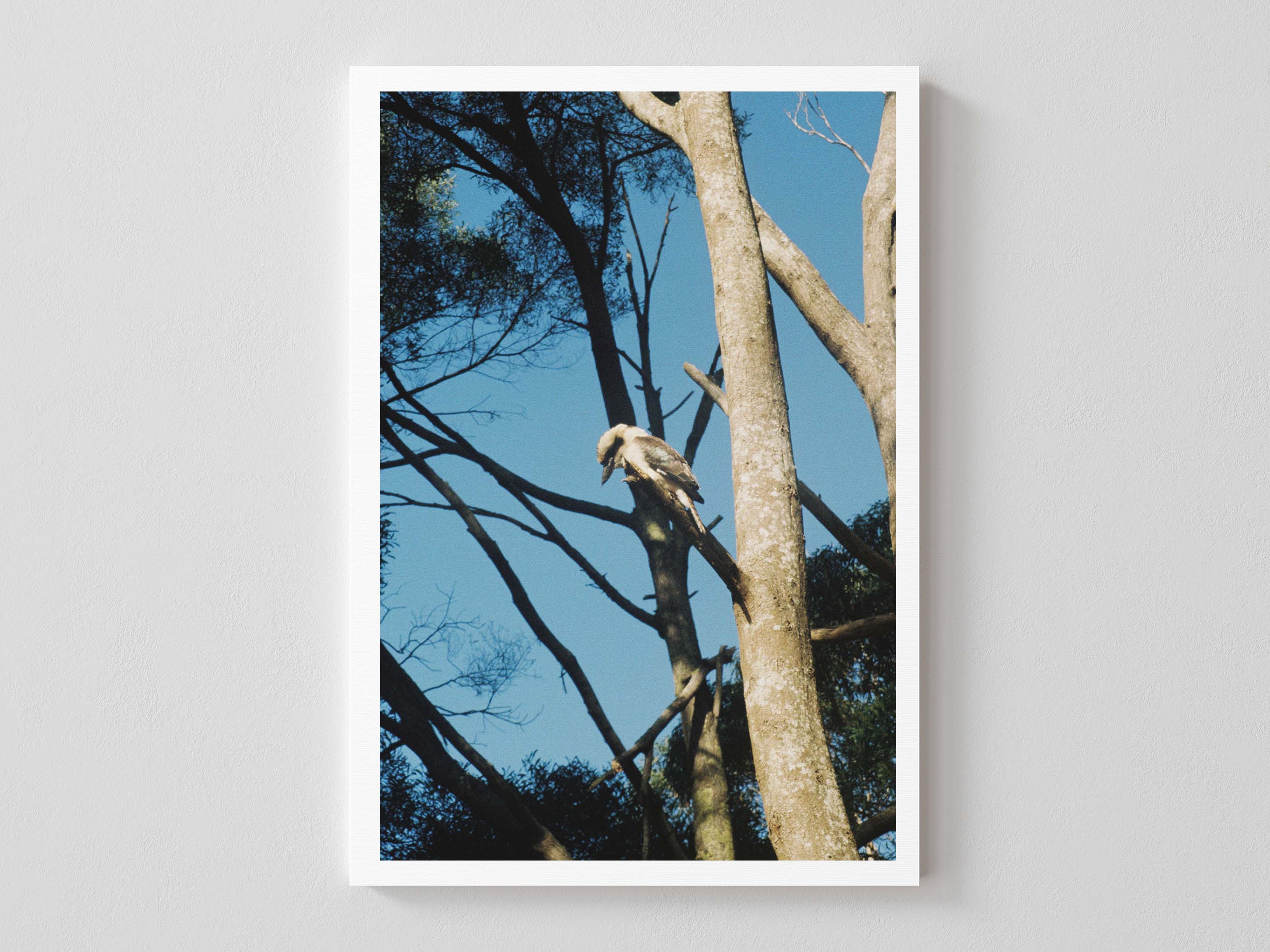 Kookaburra