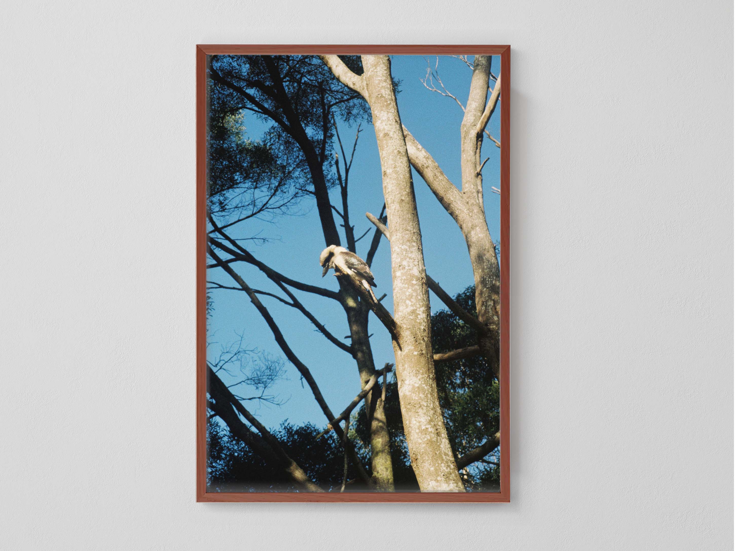 Kookaburra