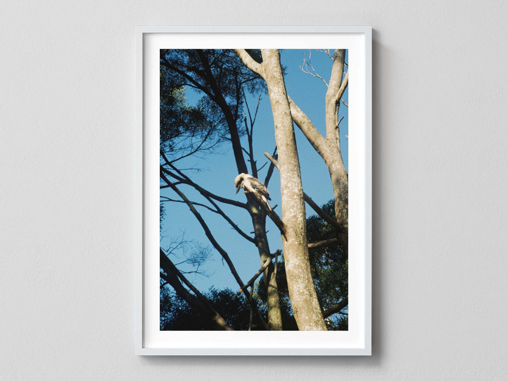 Kookaburra