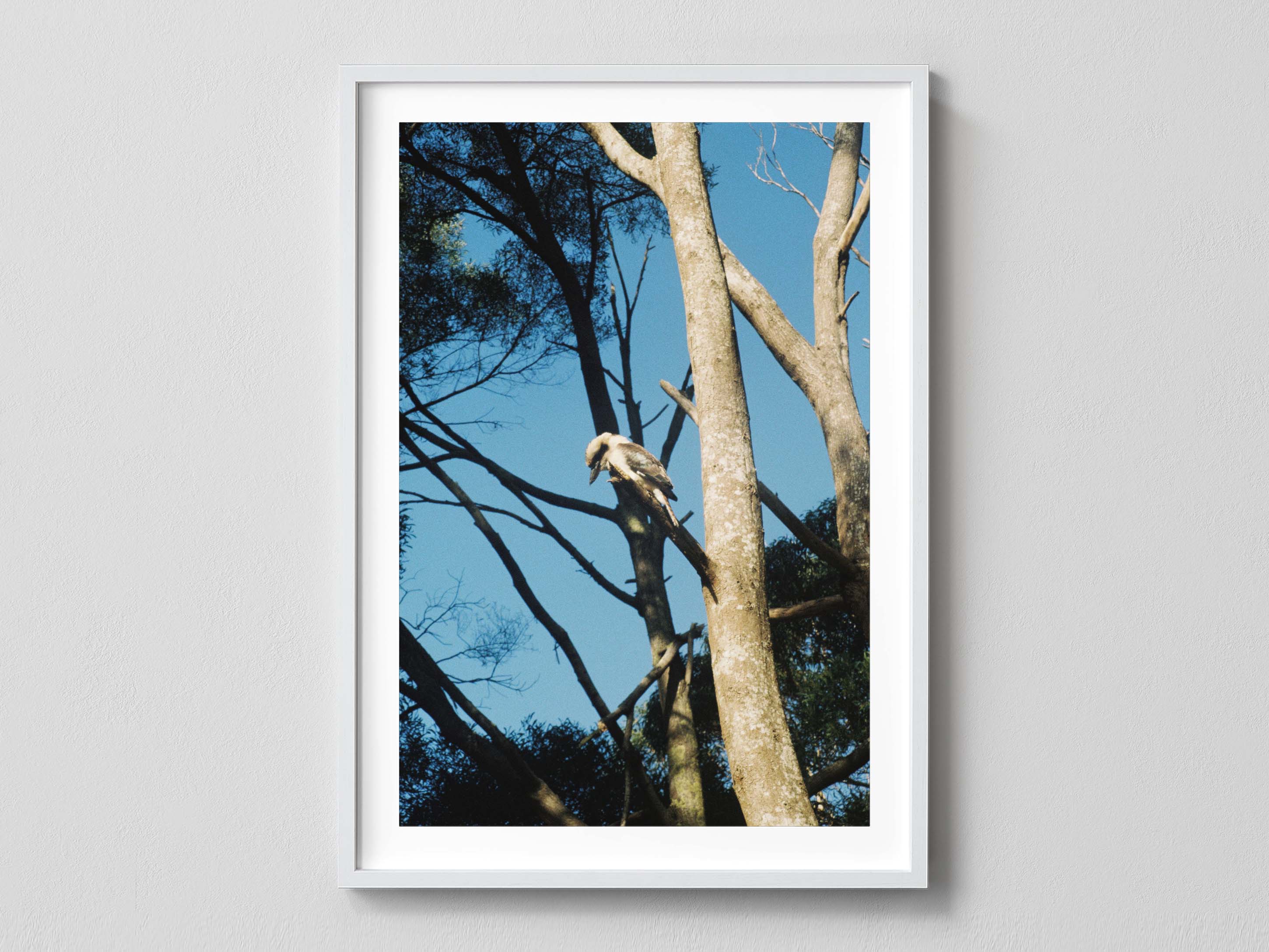 Kookaburra