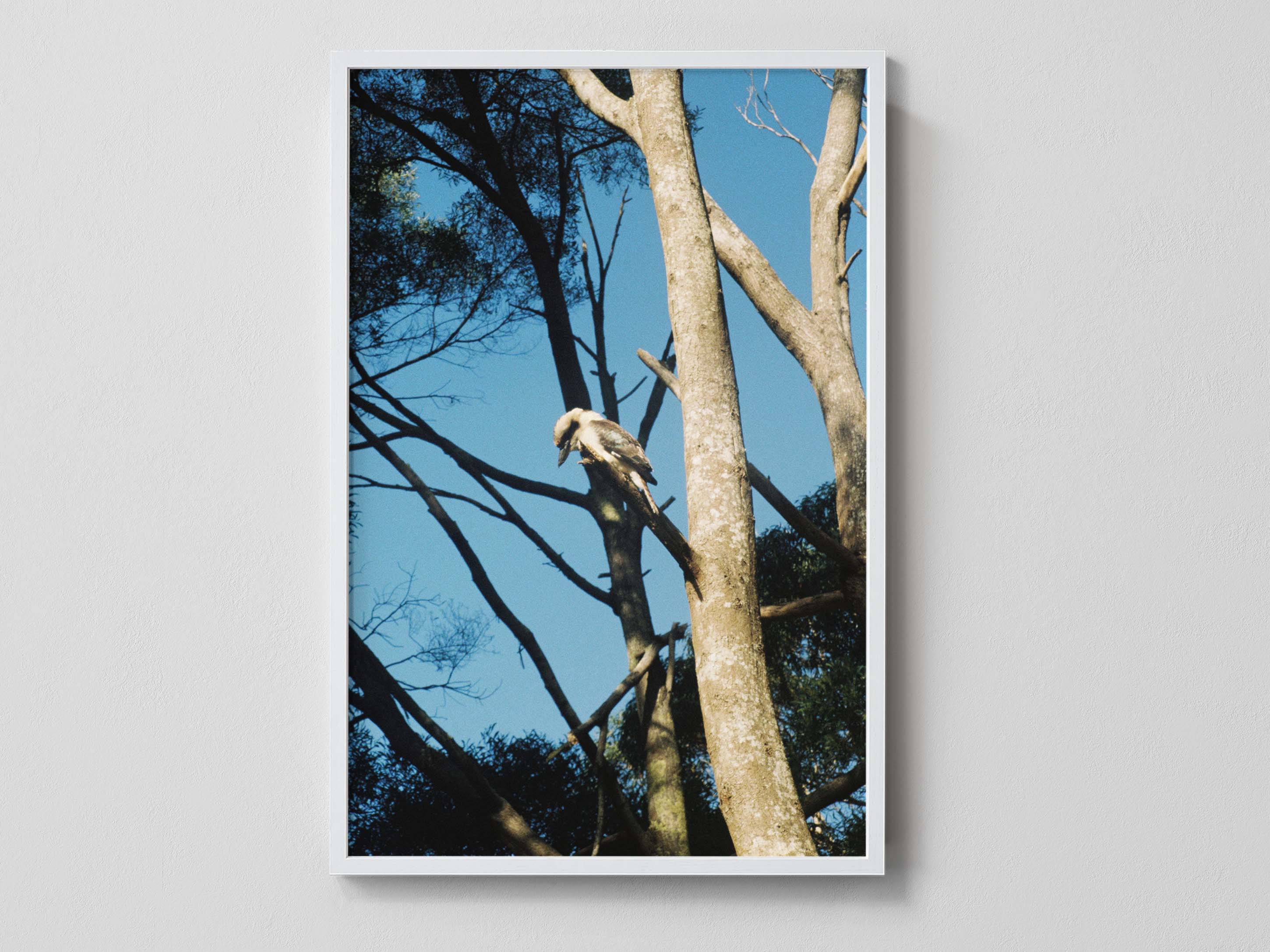 Kookaburra