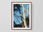 Kookaburra