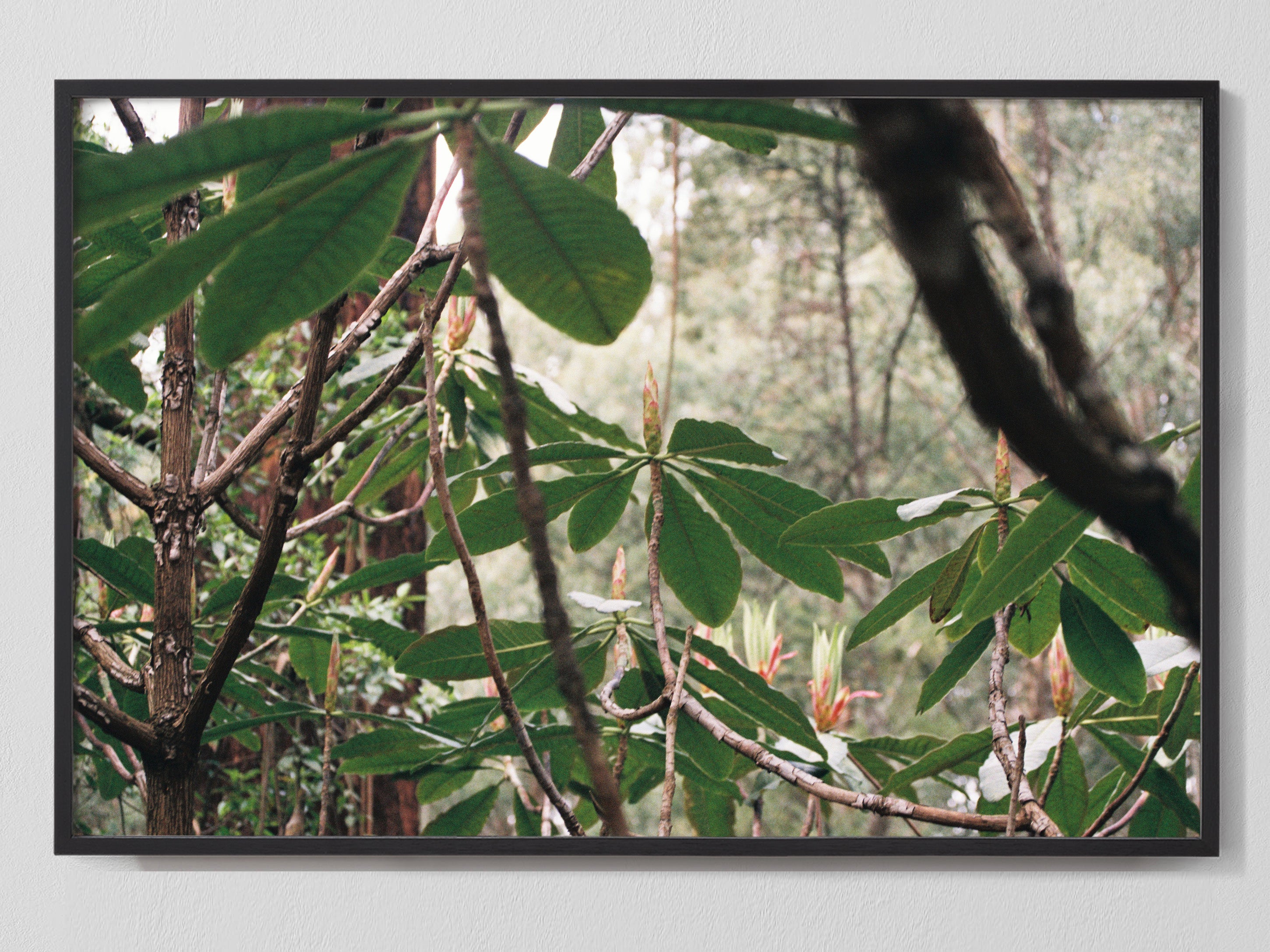 Canopy