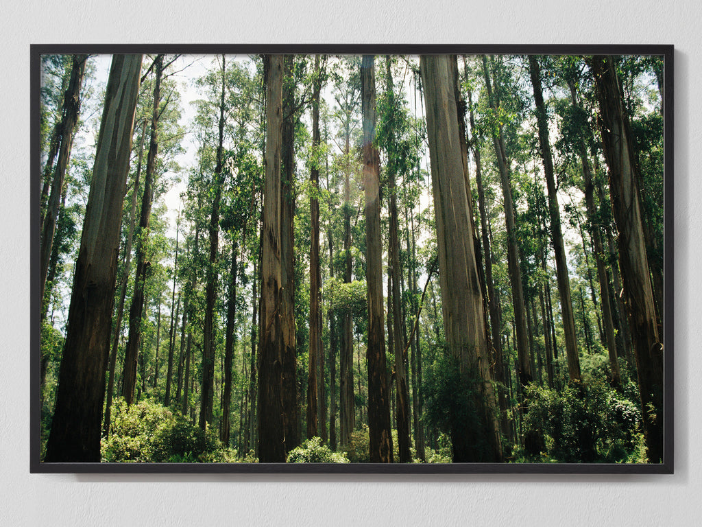 Eucalyptus Forest