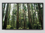 Eucalyptus Forest