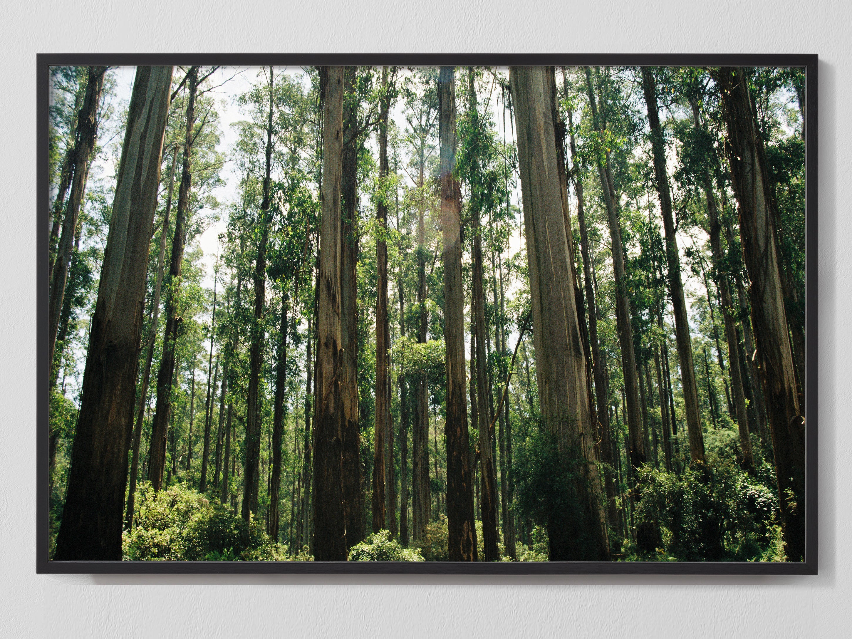 Eucalyptus Forest