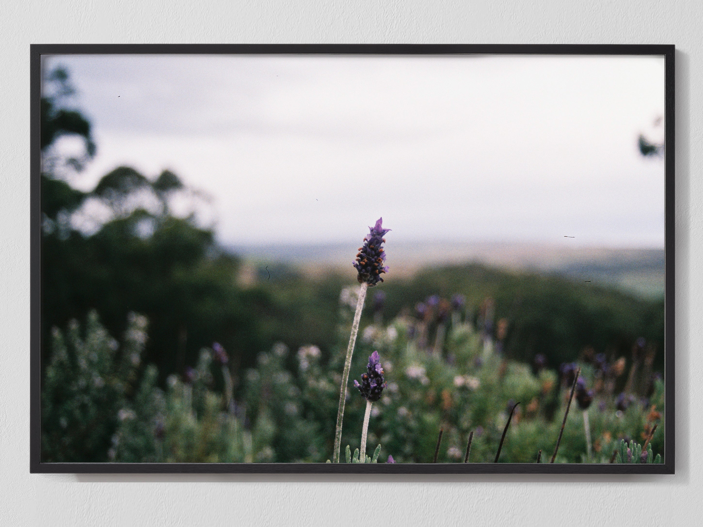 Lavender
