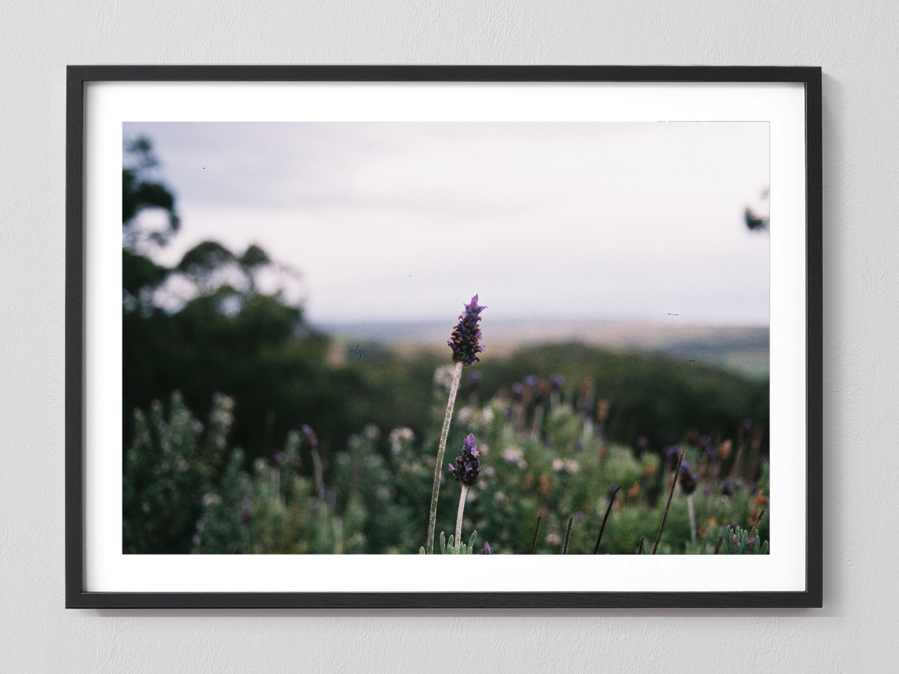 Lavender