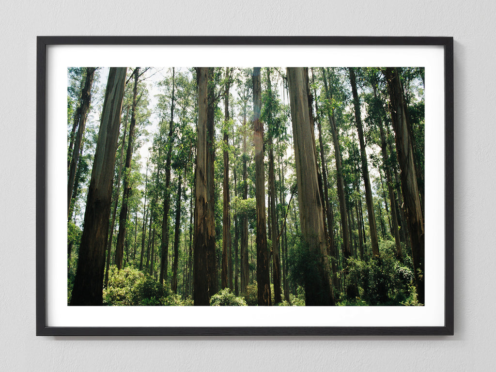 Eucalyptus Forest