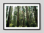 Eucalyptus Forest