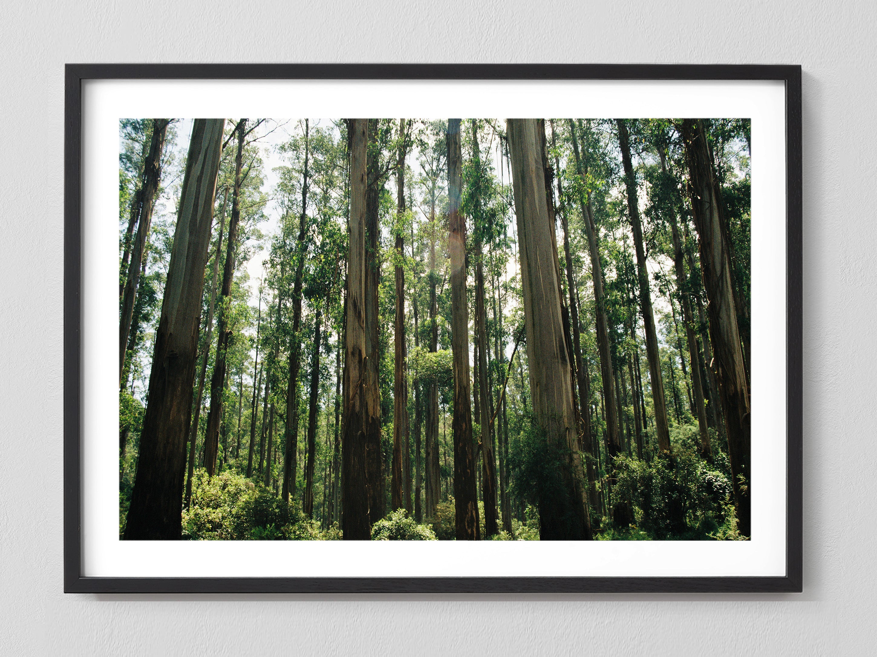 Eucalyptus Forest