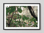 Canopy