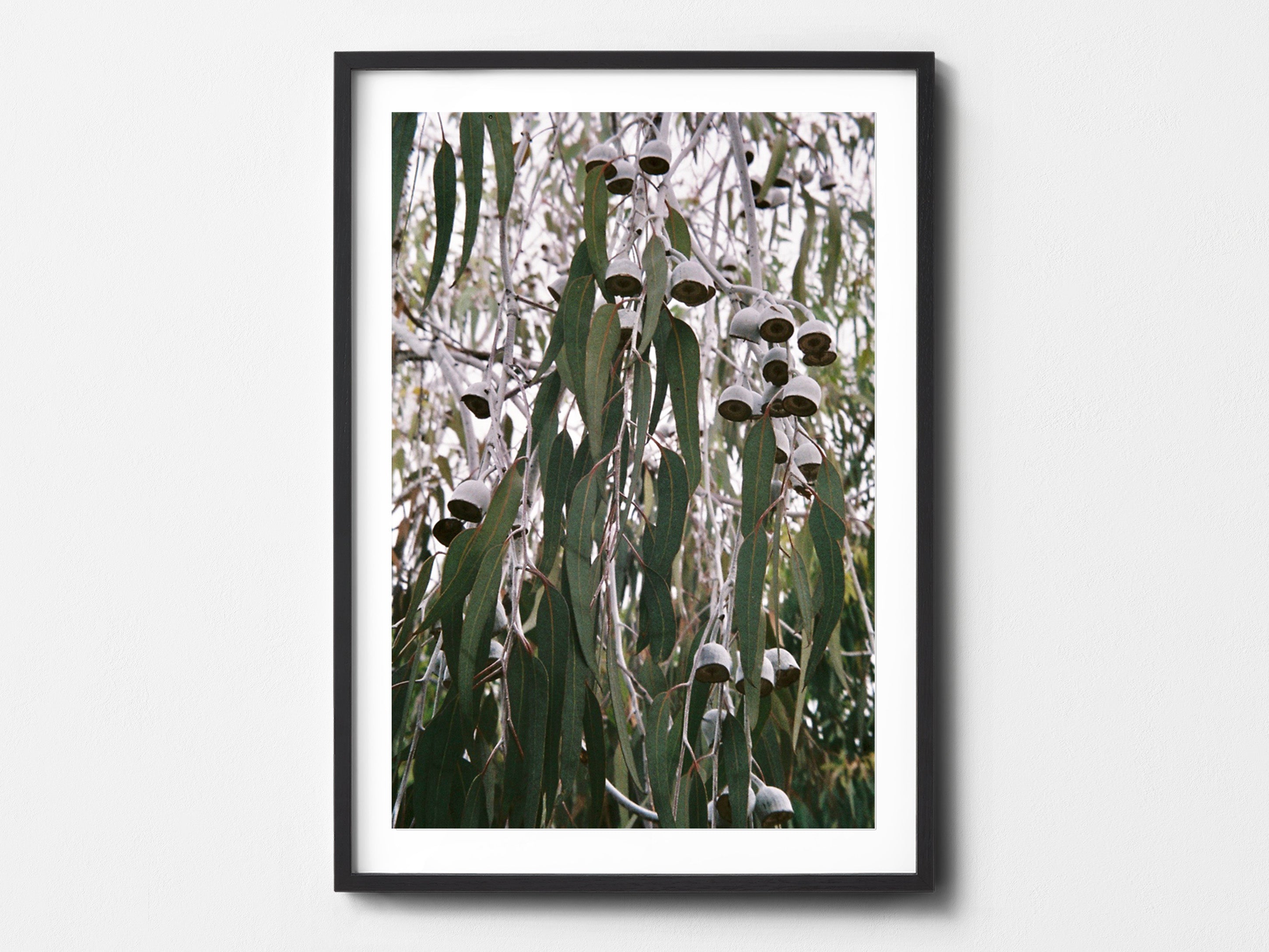 Hanging Gums