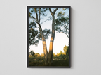 Yellow Gum