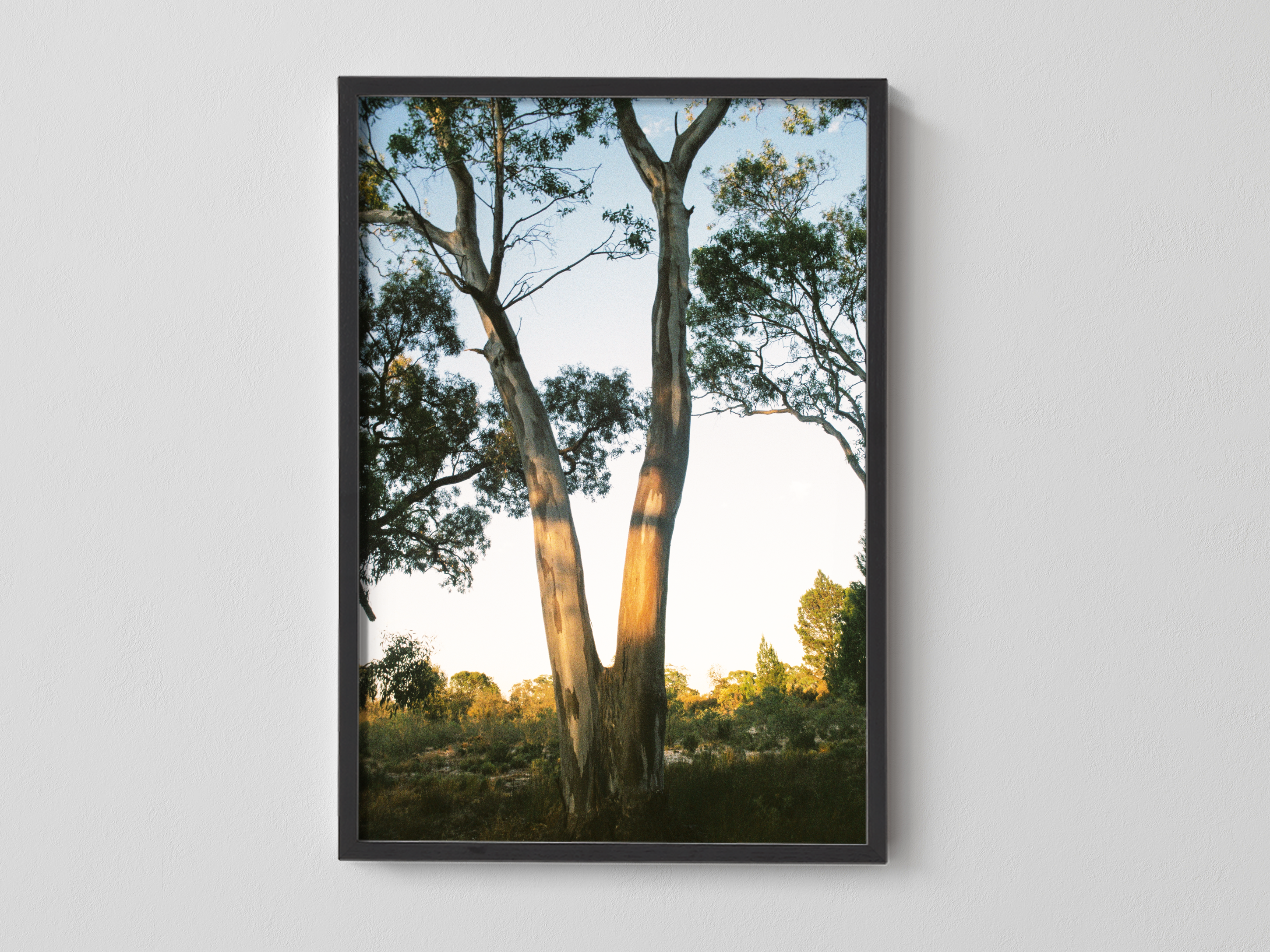 Yellow Gum