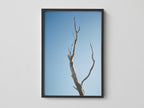 Leafless