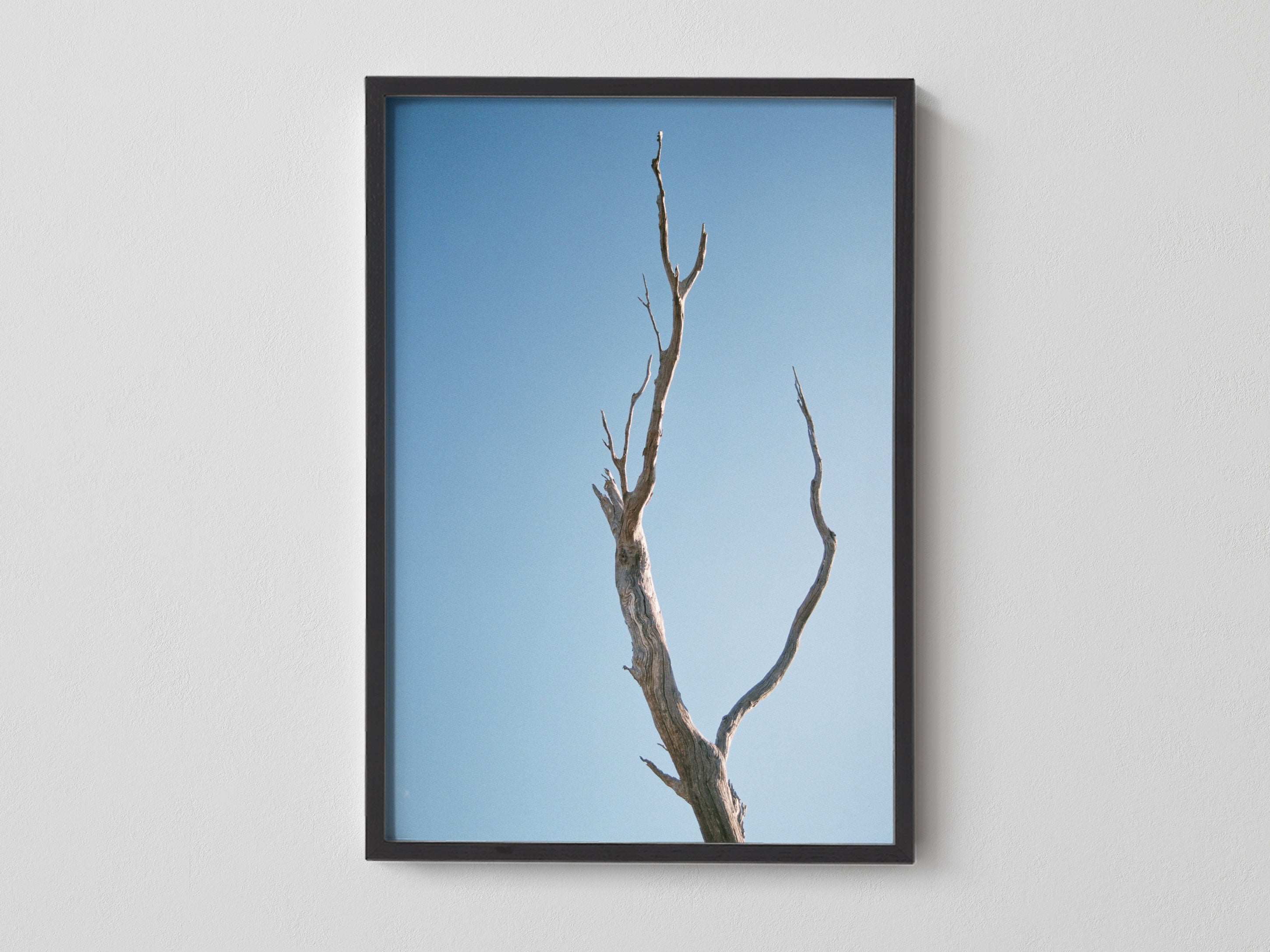 Leafless