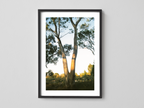 Yellow Gum