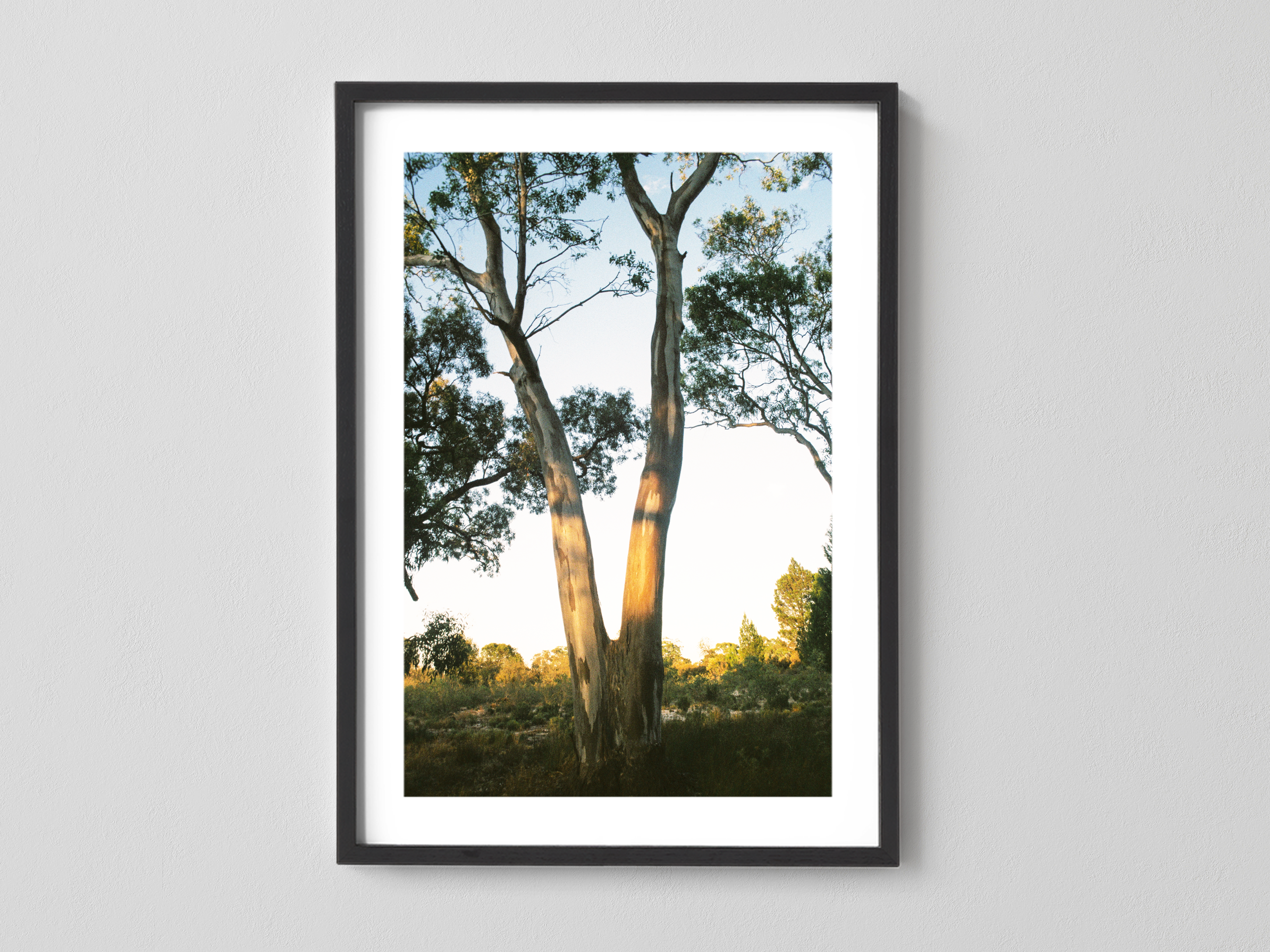 Yellow Gum
