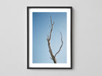 Leafless