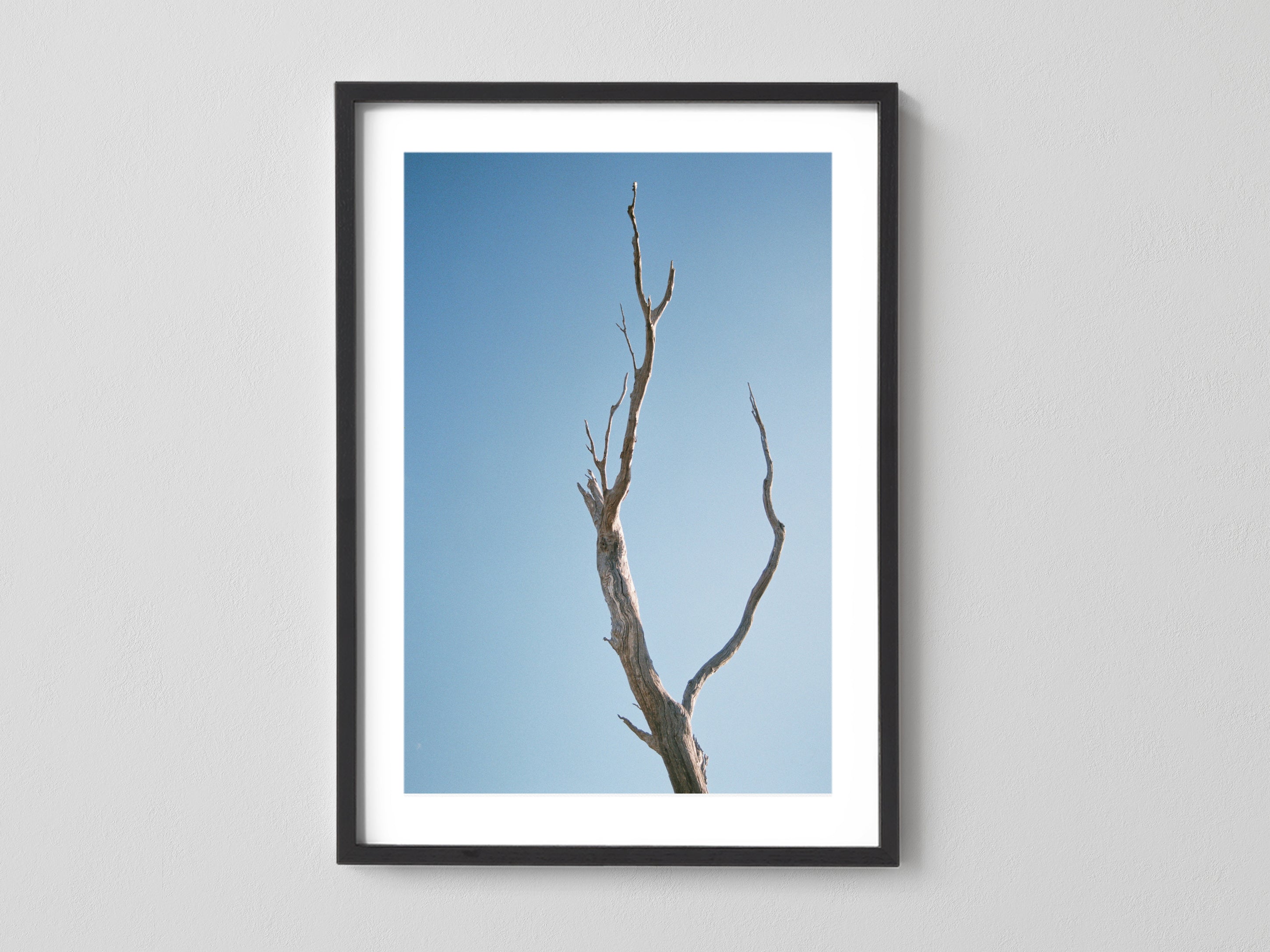 Leafless