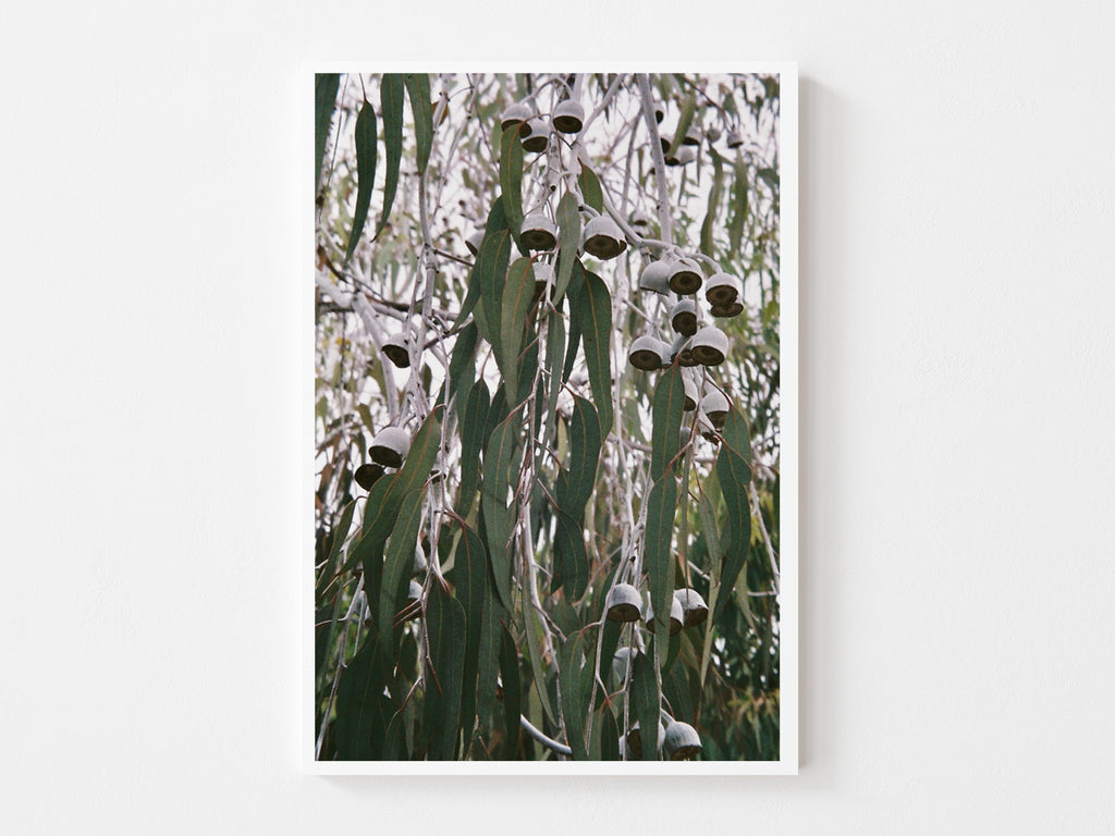 Hanging Gums