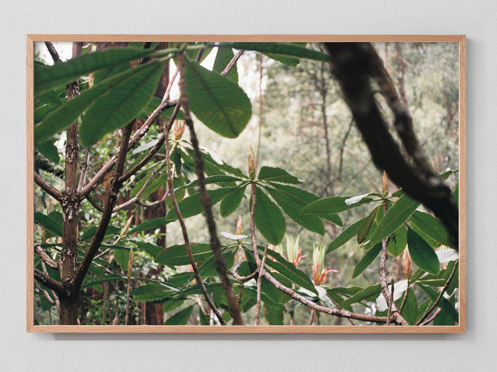 Canopy