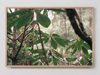 Canopy
