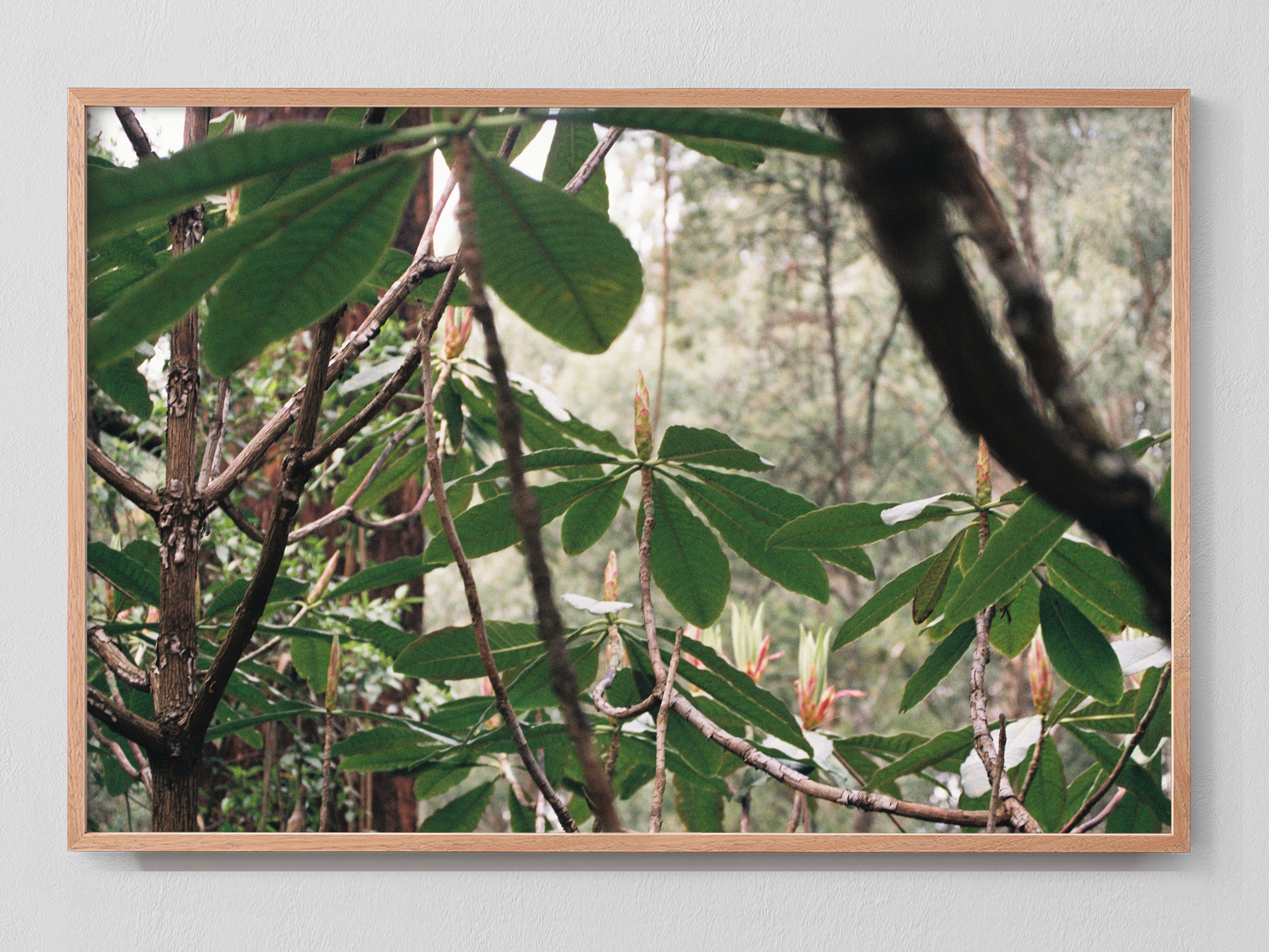 Canopy