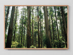 Eucalyptus Forest