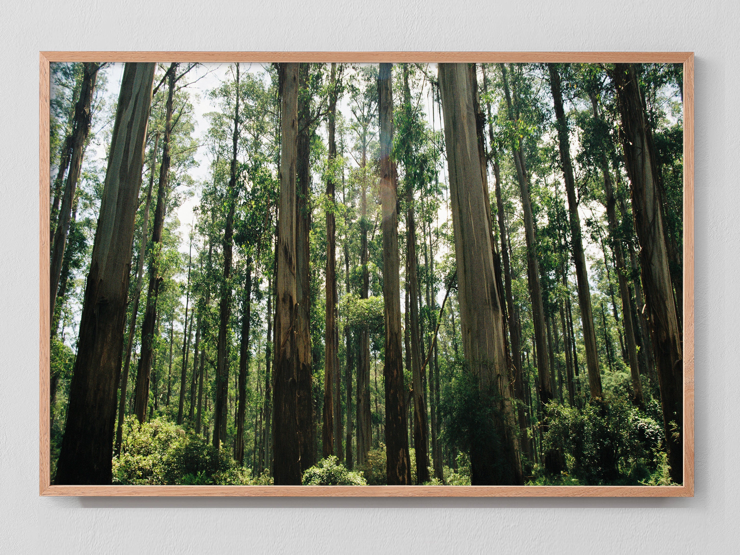 Eucalyptus Forest