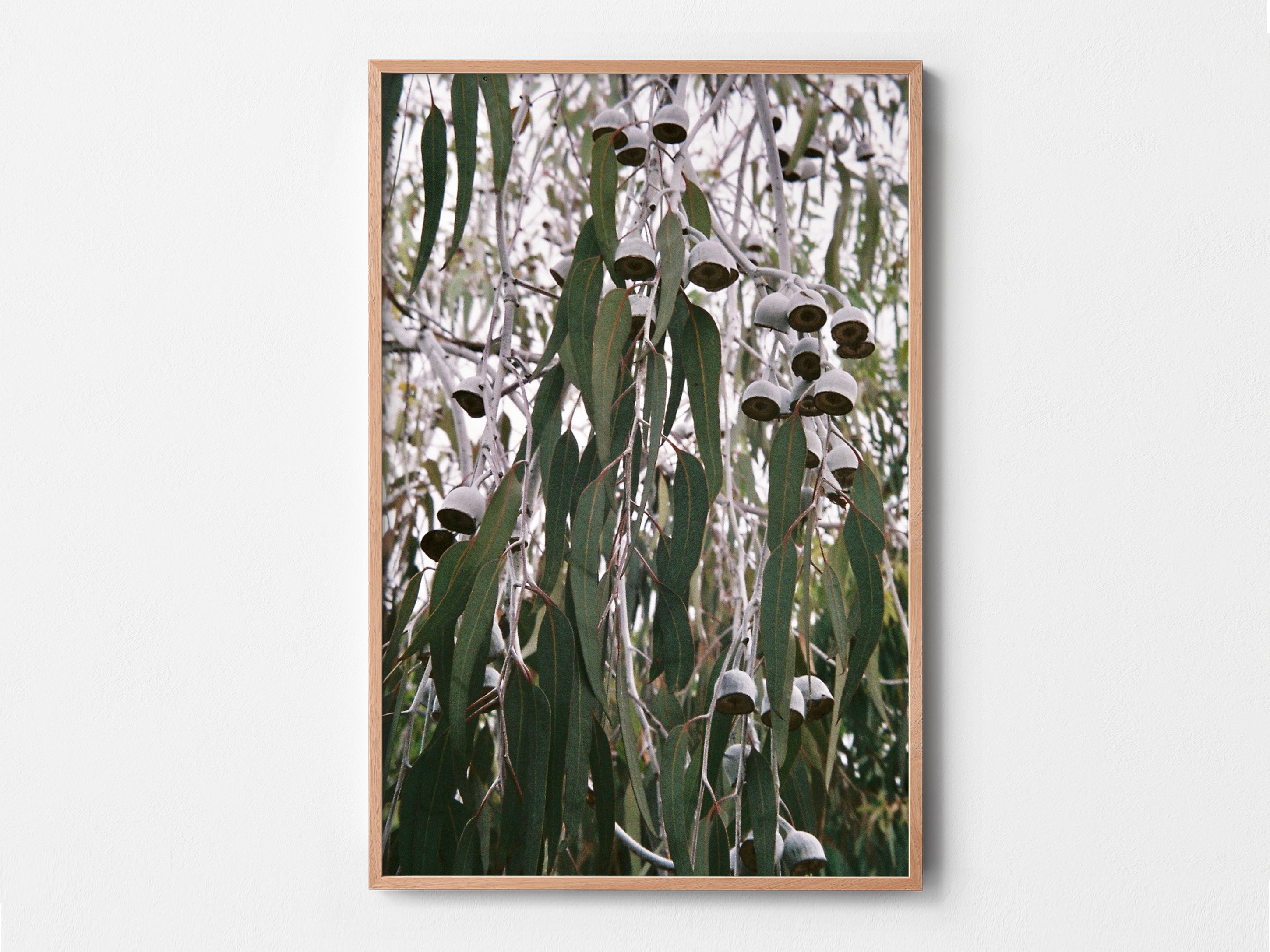 Hanging Gums