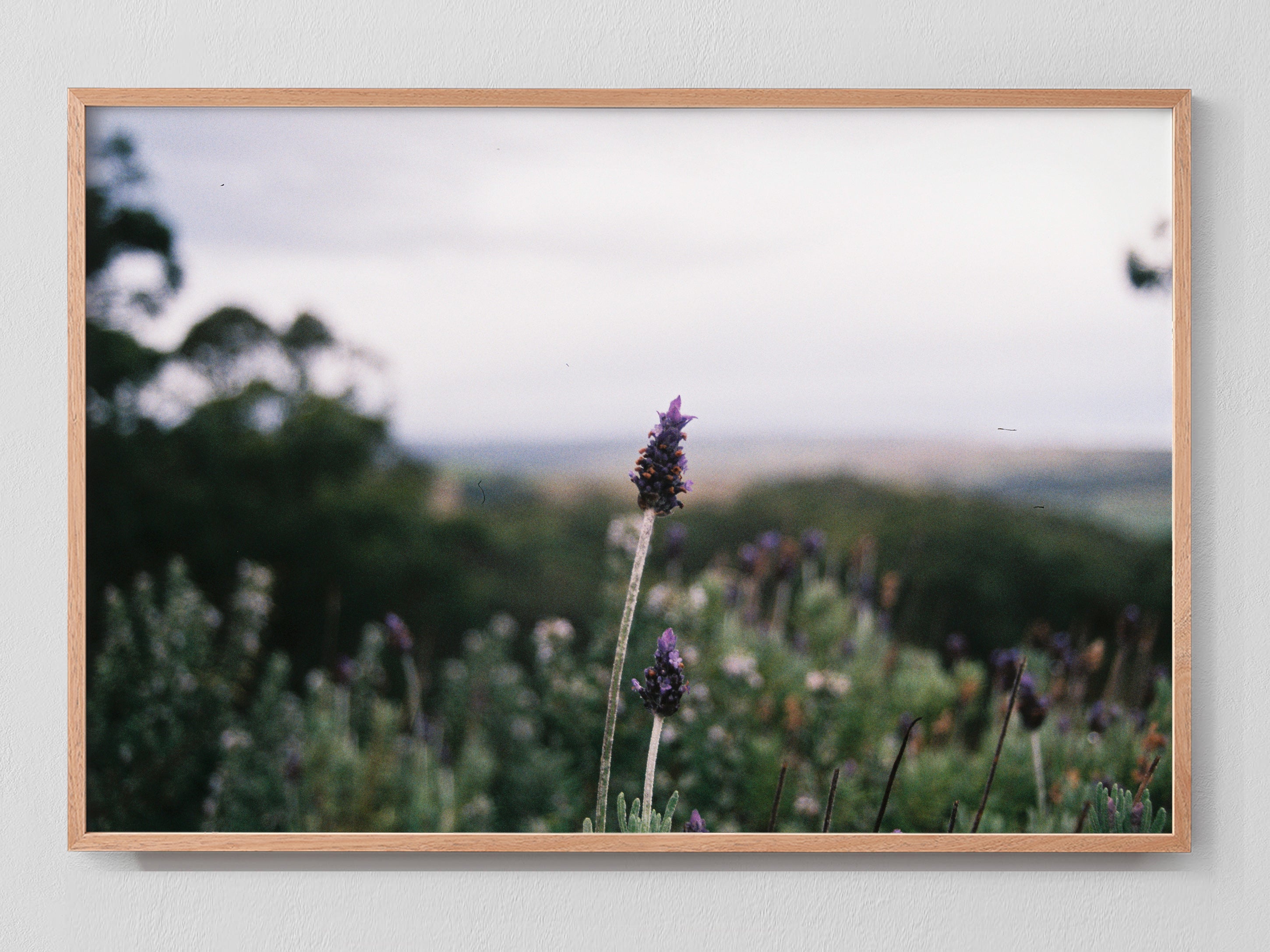 Lavender