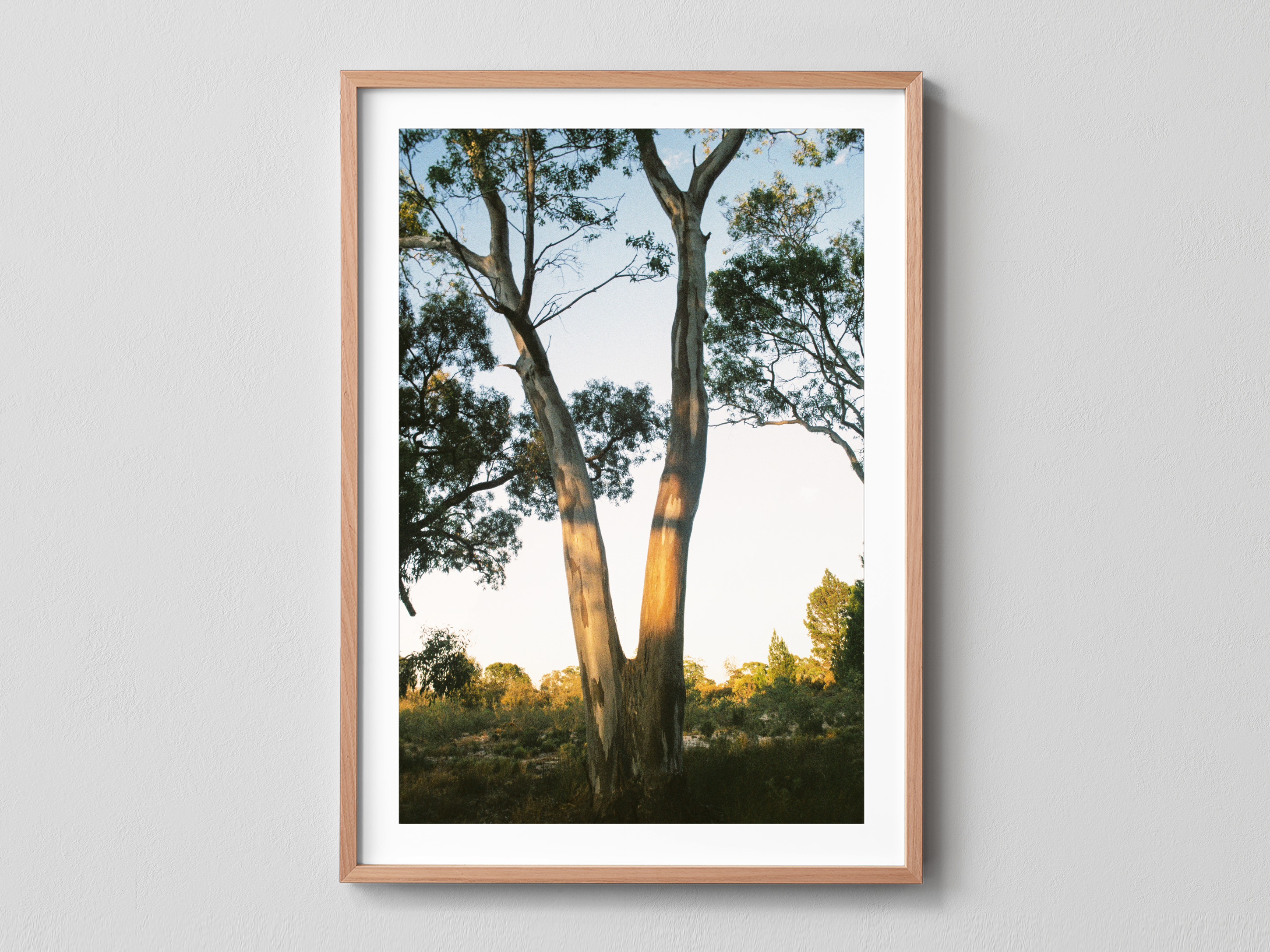 Yellow Gum