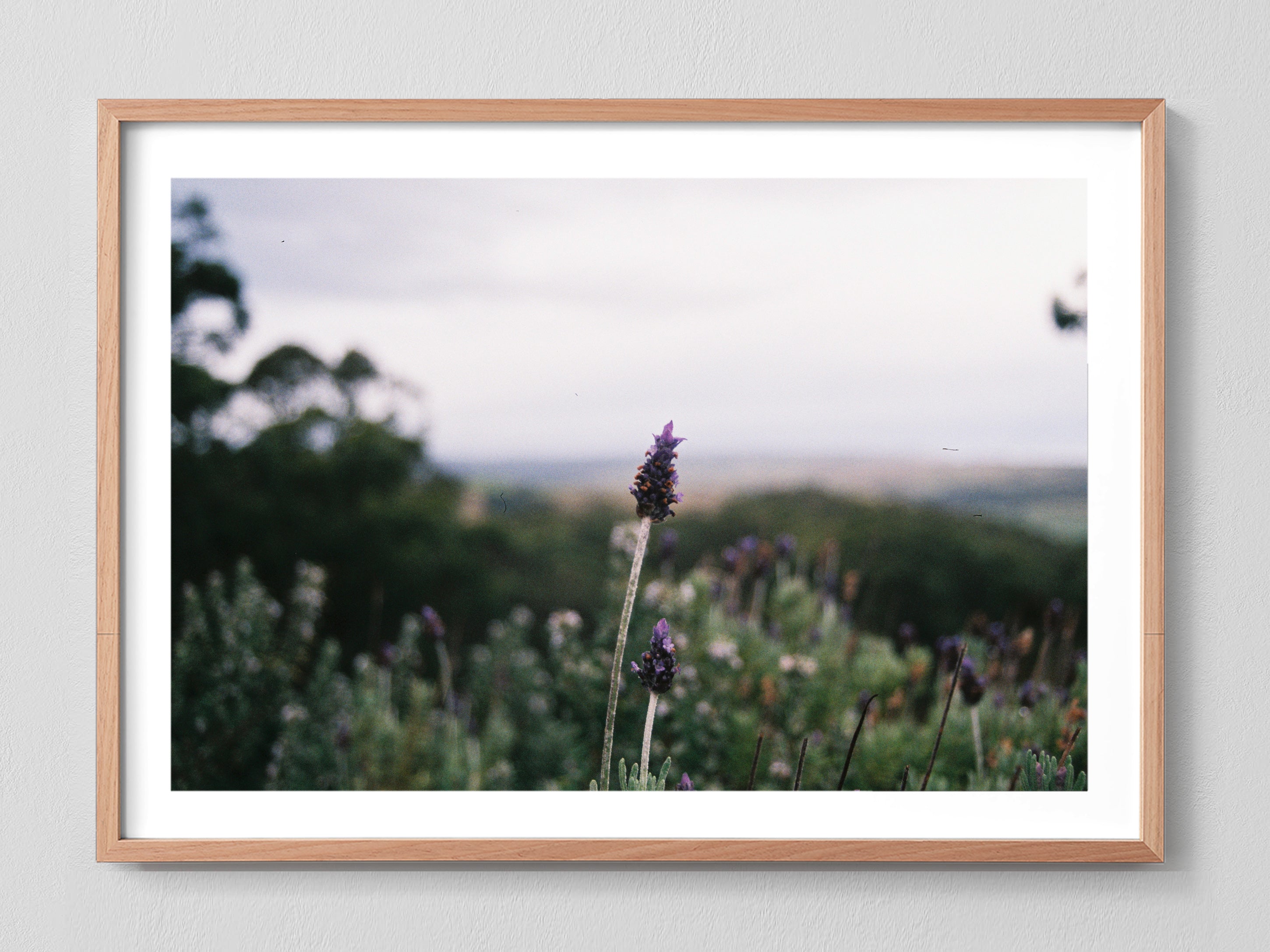 Lavender