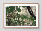 Canopy