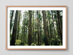 Eucalyptus Forest