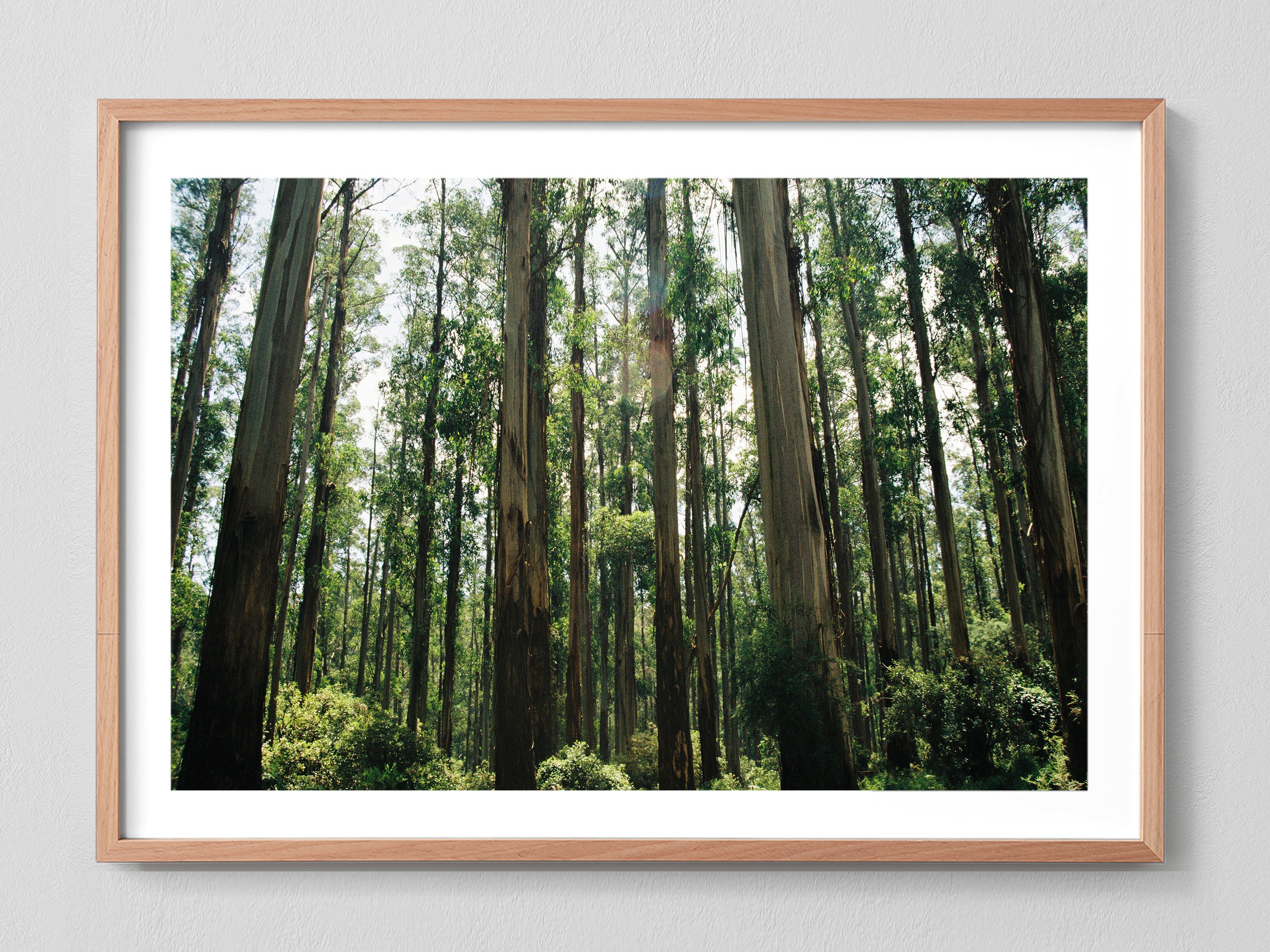 Eucalyptus Forest
