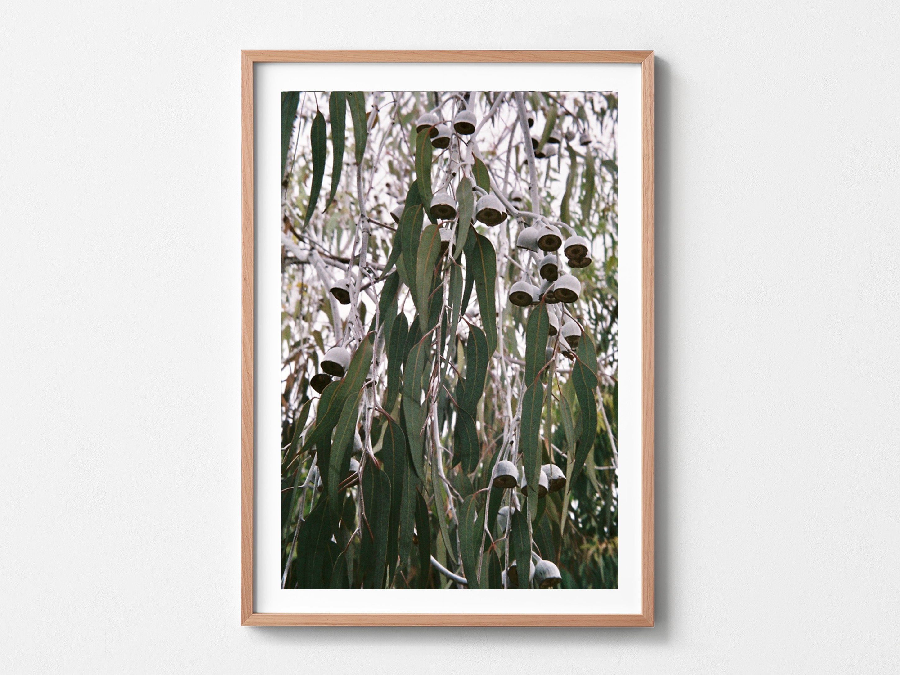 Hanging Gums