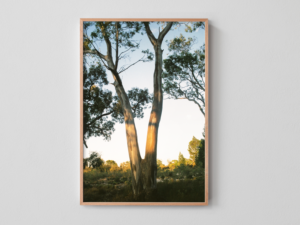 Yellow Gum