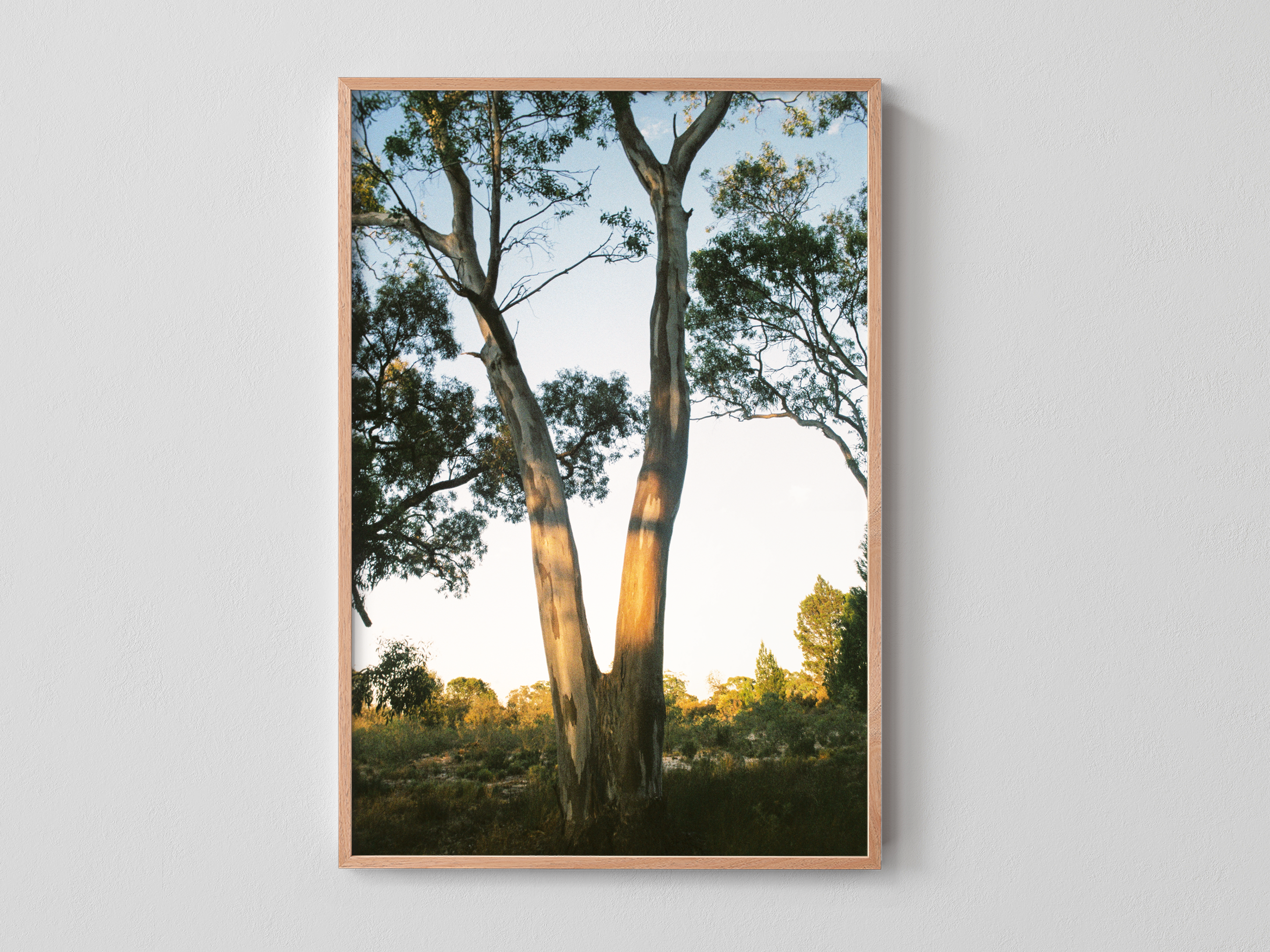 Yellow Gum