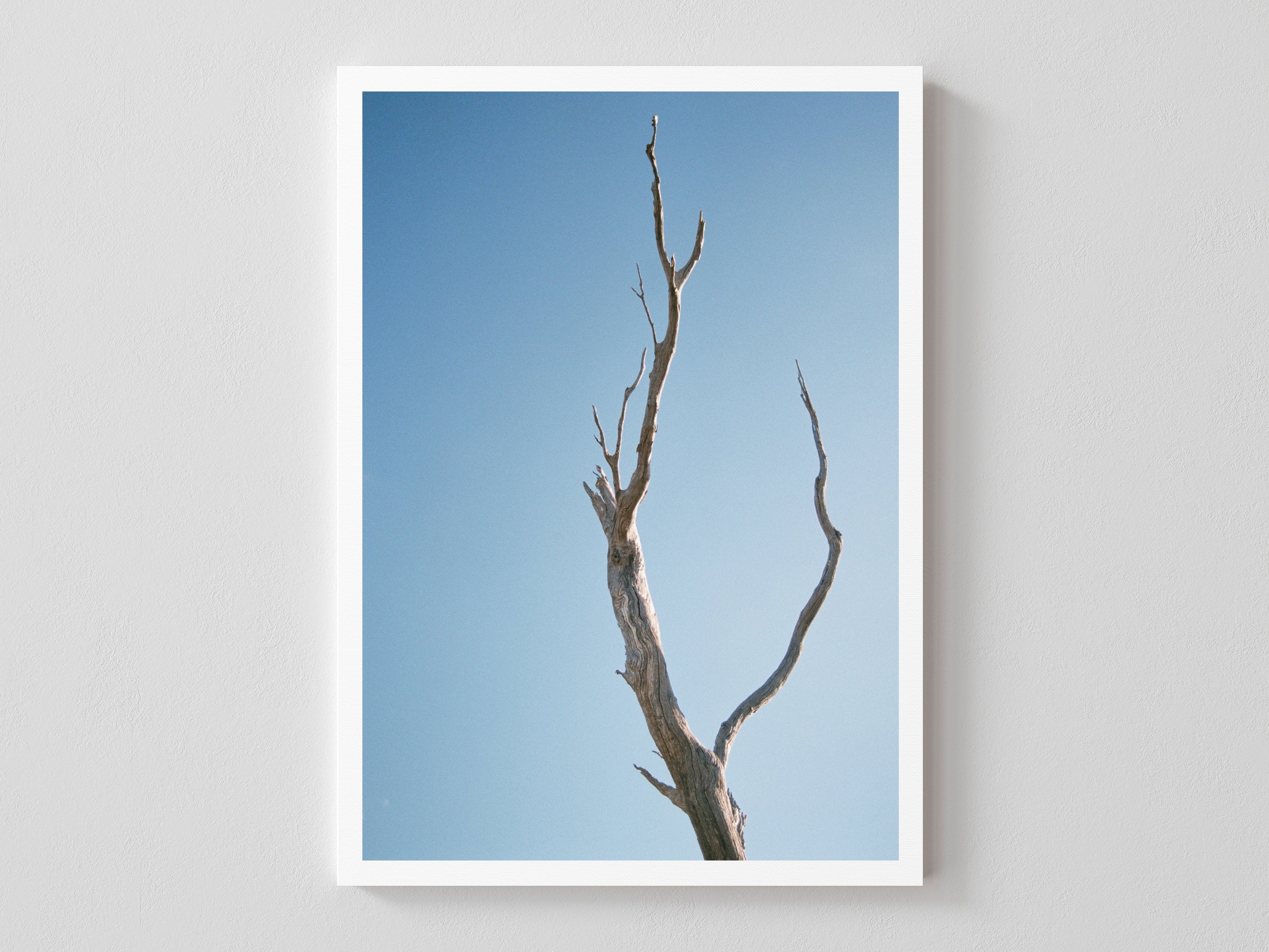 Leafless