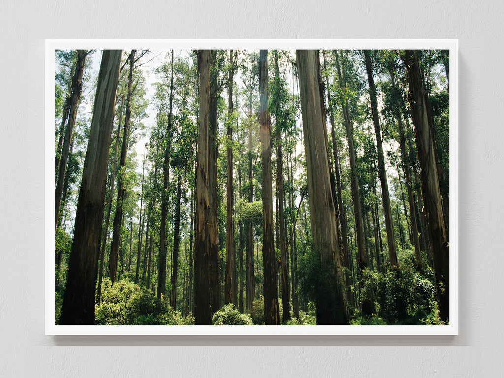 Eucalyptus Forest