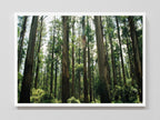 Eucalyptus Forest