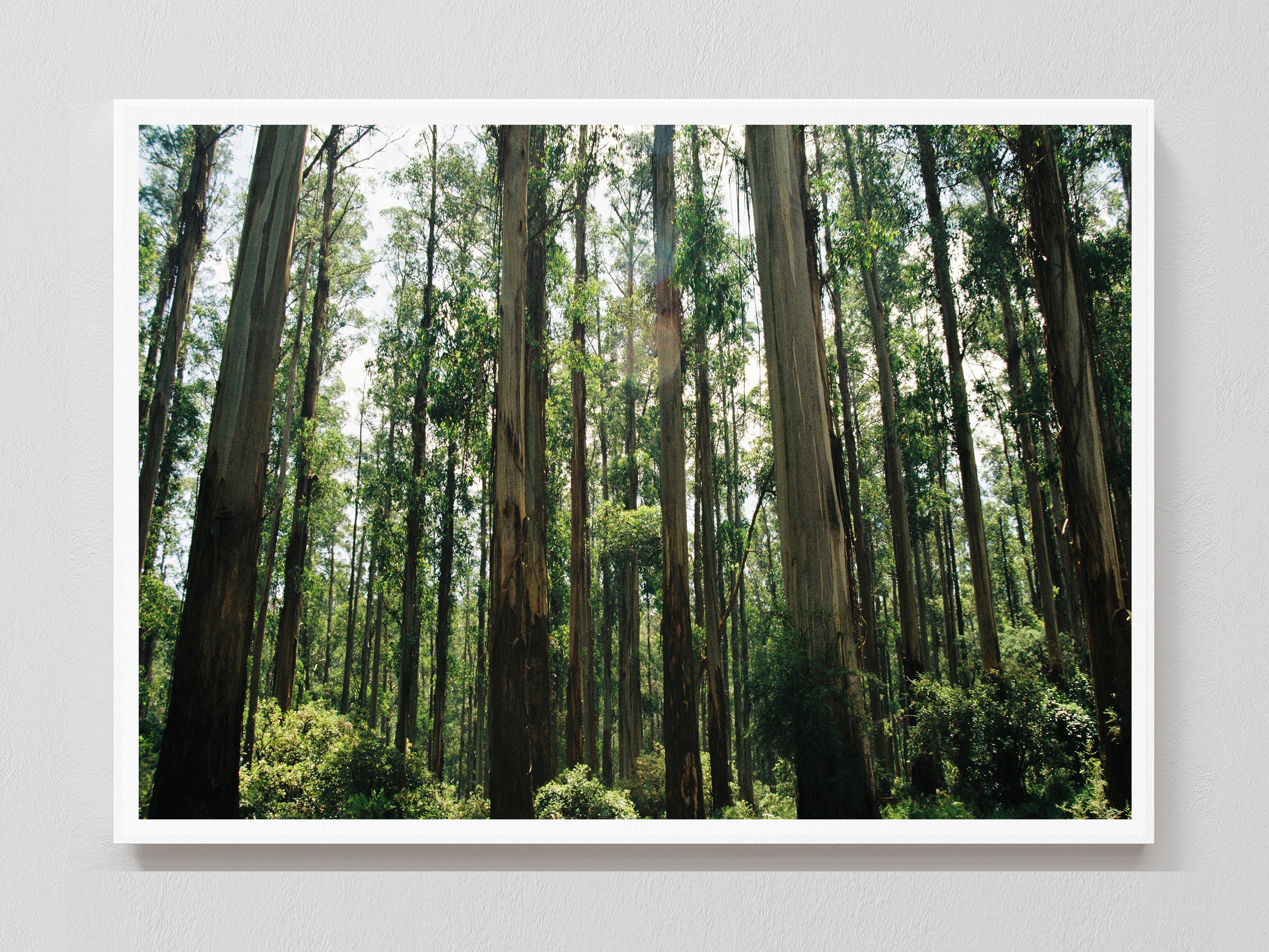 Eucalyptus Forest